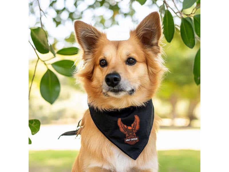 HARLEY-DAVIDSON B&S EAGLE PET BANDANA - SM/MED