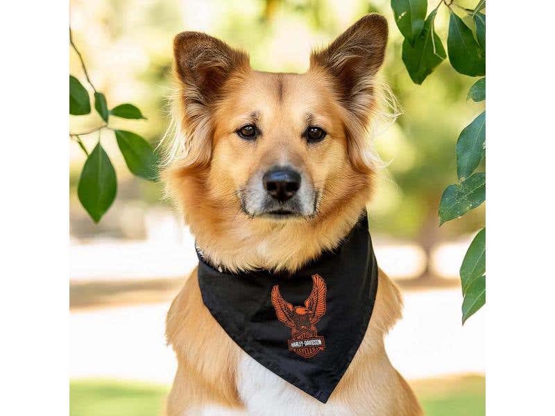HARLEY-DAVIDSON B&S EAGLE PET BANDANA - LG/XL